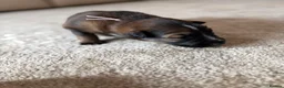 German Shepherd dogs for sale: German Shepherd Puppies 🐾 - Advert 26
