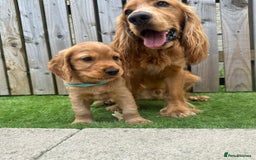 Cocker Spaniel dogs for sale: Stunning Red Cocker Spaniel Due  - Image 7