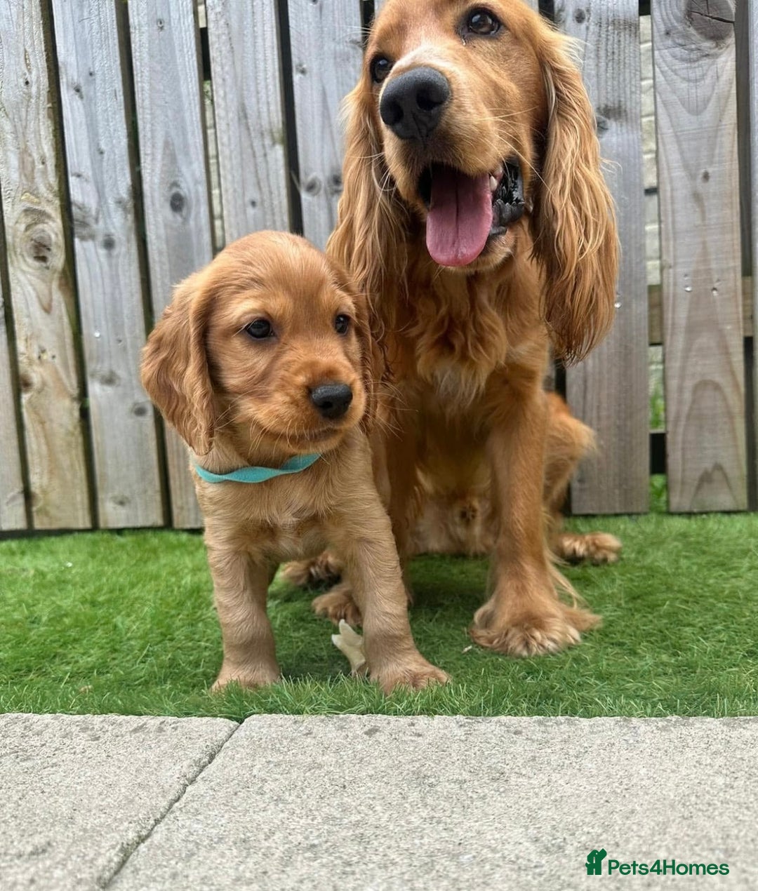 Cocker Spaniel dogs for sale: Stunning Red Cocker Spaniel Due  - Image 7