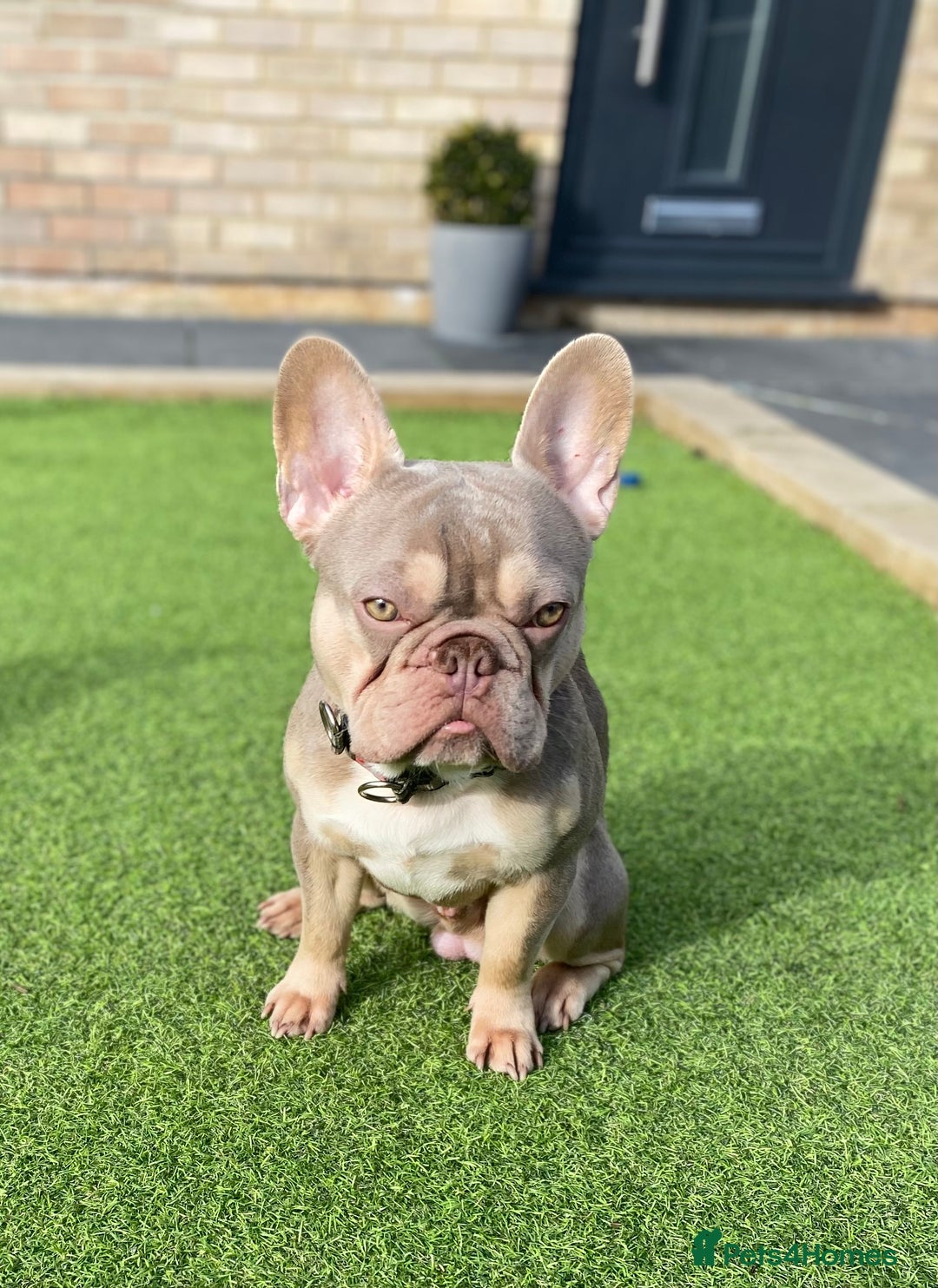French Bulldog dogs for stud: Now FBCE GOLD! x OFFER- Fertility package inc in Matlock - Image 10