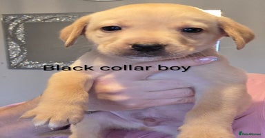 Labrador Retriever dogs - Advert 4