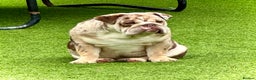 English Bulldog dogs for stud: Chocolate and tan merle For Stud  in London - Advert 4