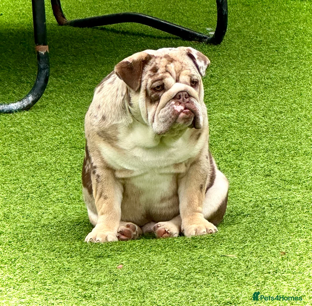 English Bulldog dogs for stud: Chocolate and tan merle For Stud  in London - Advert 4