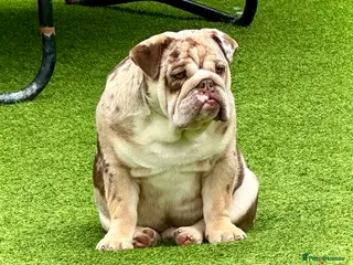 English Bulldog dogs Chocolate and tan merle For Stud - Advert 16