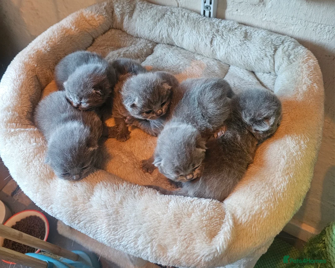Scottish Fold cats for sale: Six Soft and Gorgeous Kittens - Advert 3