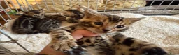 Bengal cats for sale: Outstanding Pedigree TICA Bengal Kittens - Advert 12