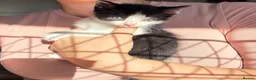 Mixed Breed cats for sale: 12 Kittens - Black/Black&White - Males/Females - Advert 3