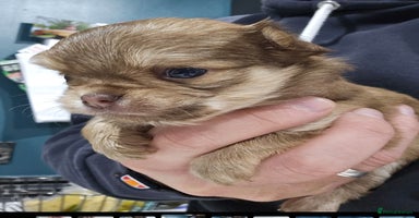 Chihuahua dogs Long hair tri chocolate apple head chihuahuas   - Advert 4