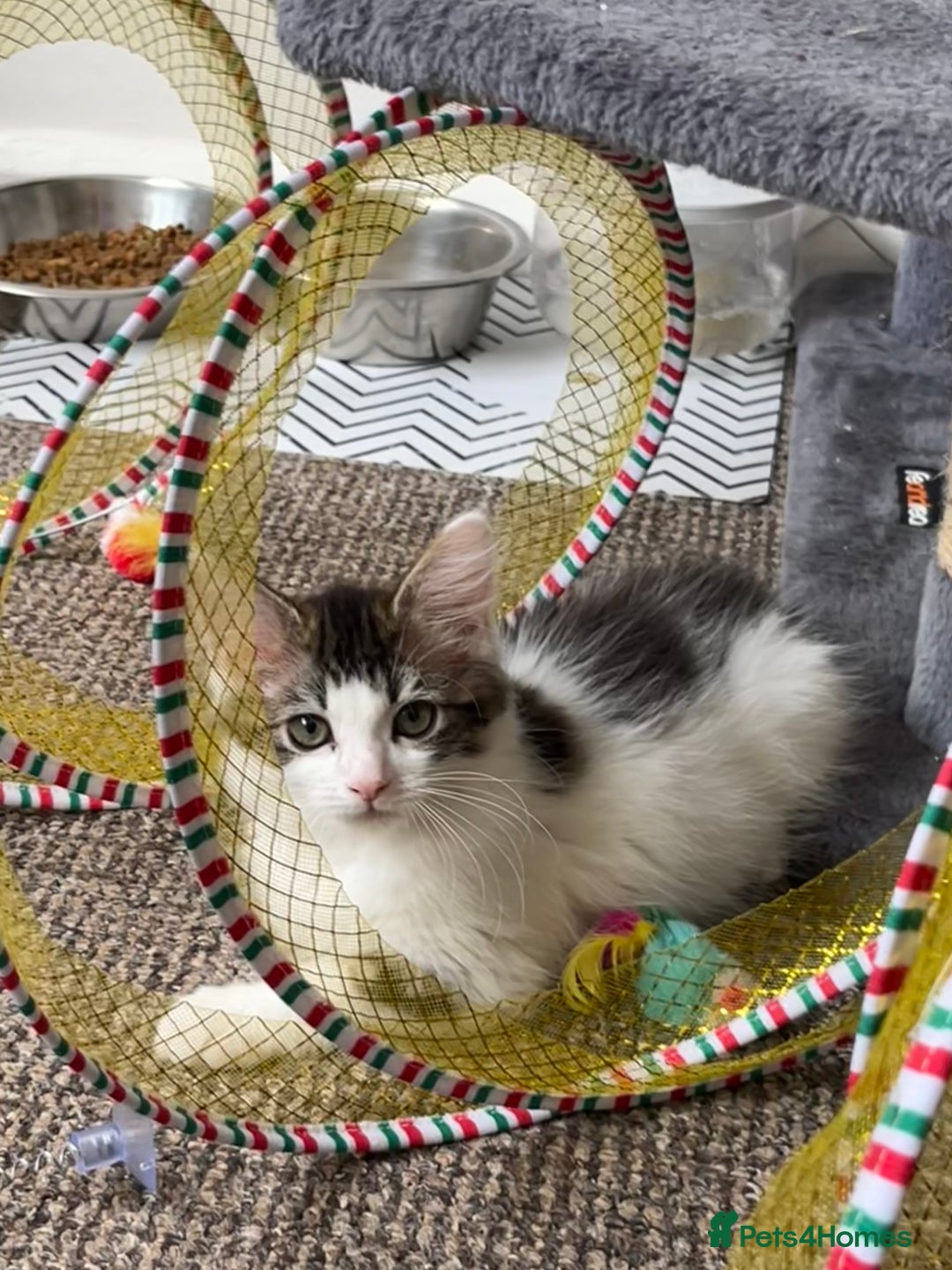 Domestic Shorthair cats for sale: Kittens - Image 2
