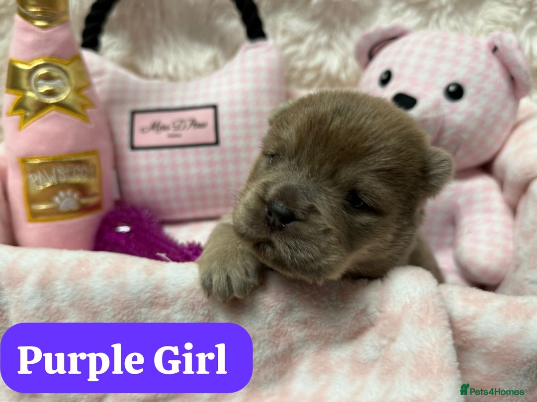 Chow Chow dogs for sale: 🏆 ** Just one Teddy Bear remaining  ** 🏆 - Advert 28