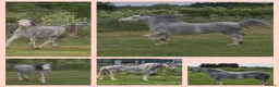 Welsh Section A horses for sale: Stunning Welsh sec A mare Toytown breeding - Advert 4