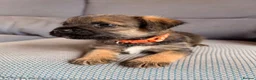 Border Terrier dogs for sale: 6 Beautiful Border Terrier Puppies SLEM CLEAR🐶 - Advert 7