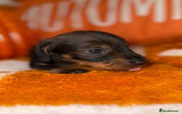 Dachshund dogs for sale: 🩷💙Stunning KC Wire haired Dachshunds🩷💙 - Image 7