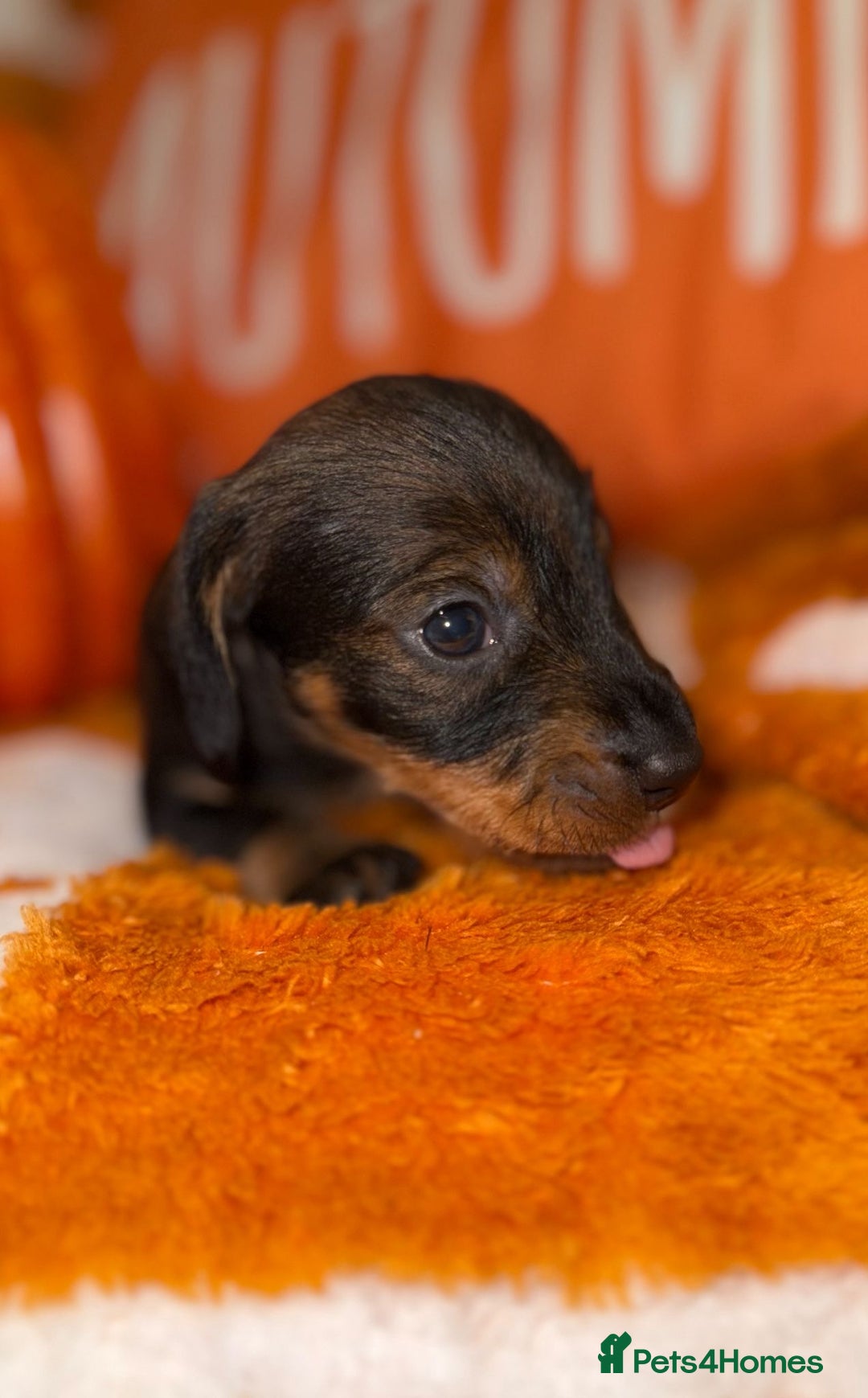 Dachshund dogs for sale: 🩷💙Stunning KC Wire haired Dachshunds🩷💙 - Image 7
