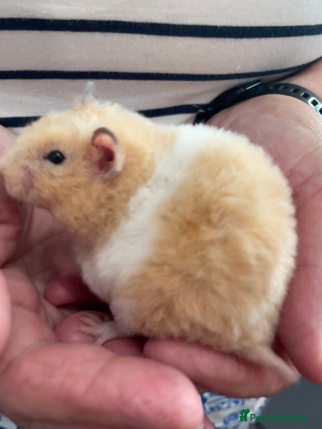 Hamster rodents for sale: Baby Syrian hamsters from show stock  - Image 33