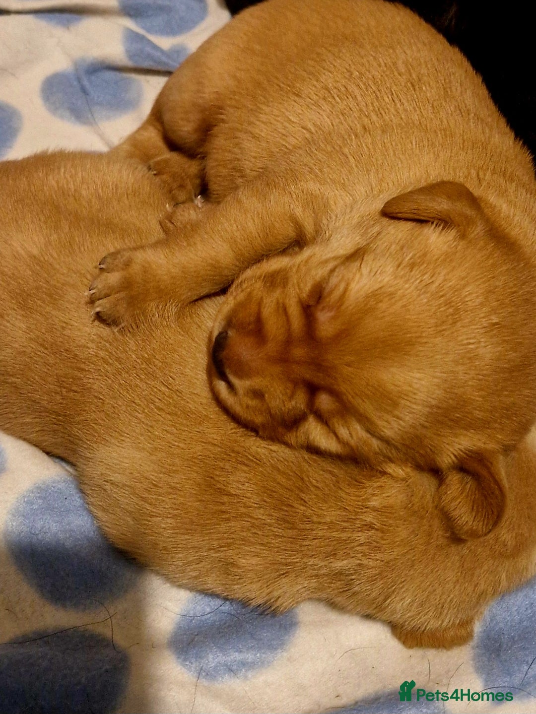 Labrador Retriever dogs for sale: G corkill - Advert 3