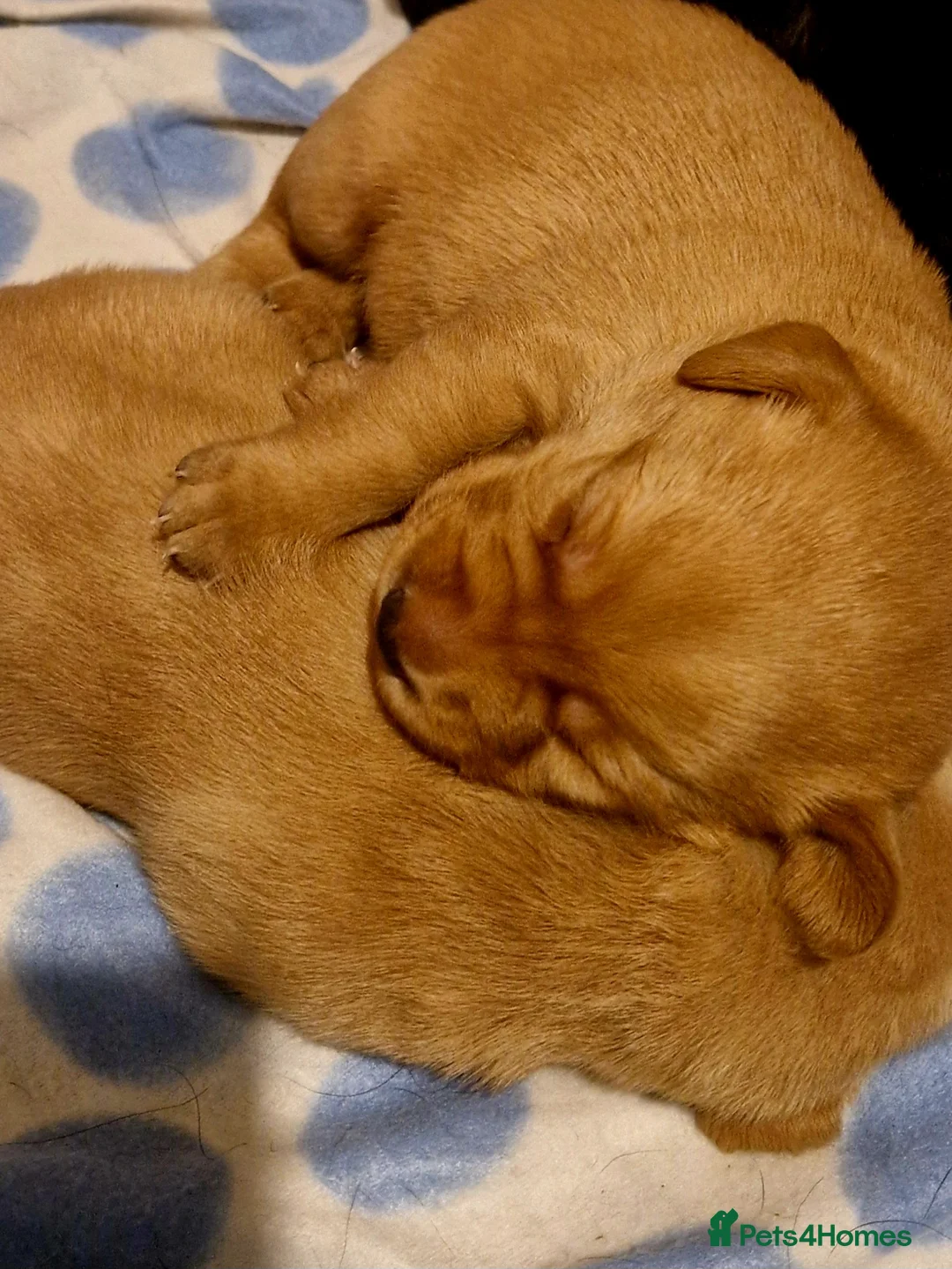 Labrador Retriever dogs for sale: G corkill - Advert 3