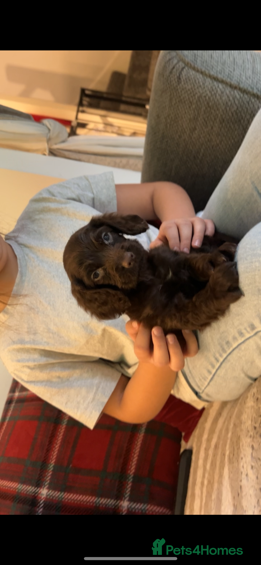 Cocker Spaniel dogs for sale: Cocker Spaniel Puppies🐕🐕 READY 30TH NOVEMBER 💙 - Advert 39