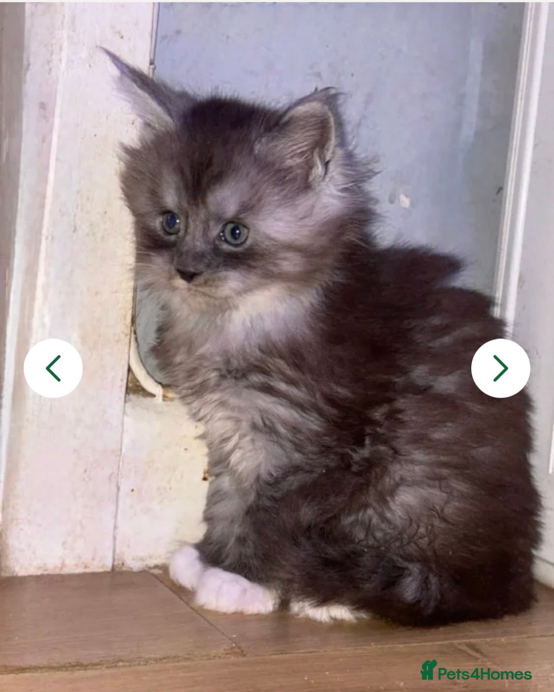 Maine Coon cats STUNNING MAINE COON BABIES  - Advert 3