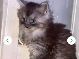 Maine Coon cats STUNNING MAINE COON BABIES - Advert 3