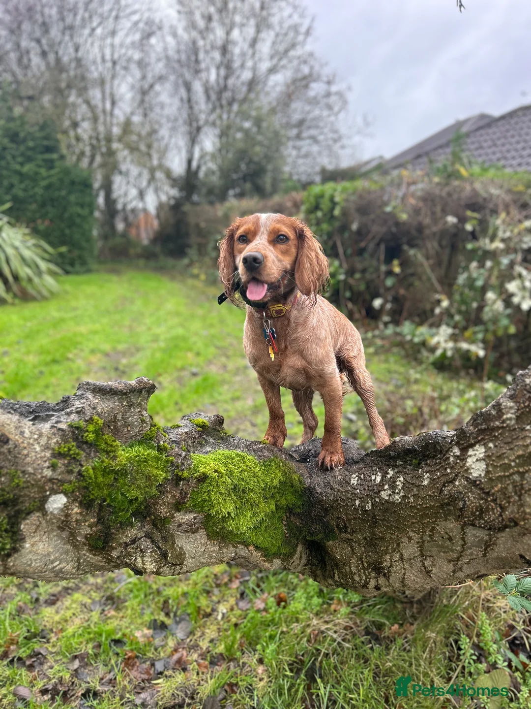 Cocker Spaniel dogs for stud: Working cocker spaniel for stud  in Worcester - Advert 8