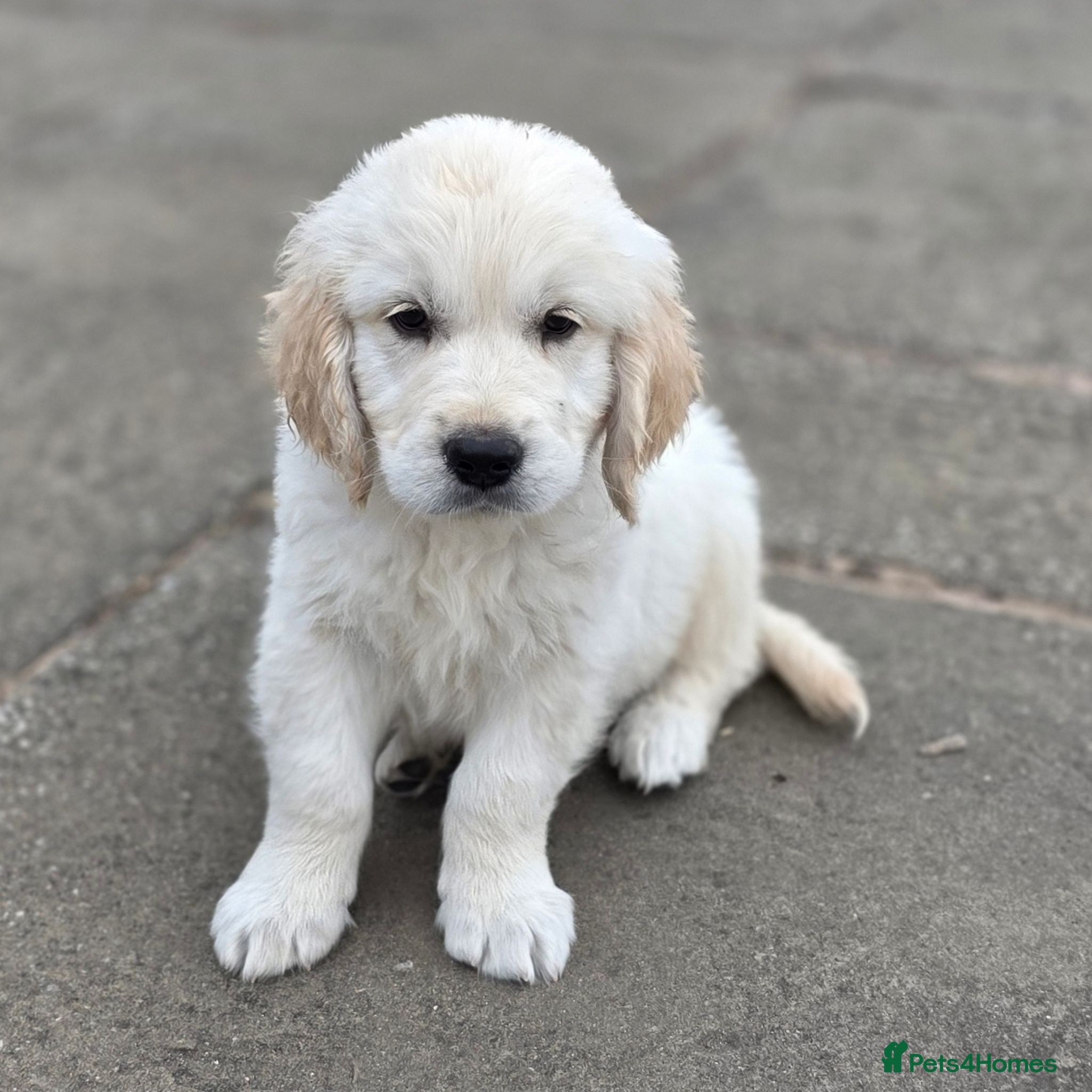 Golden Retriever dogs Readvertised due to time wasters - Advert 2