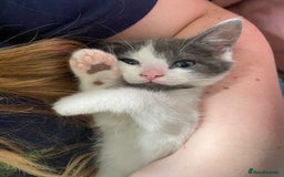 Mixed Breed cats for sale: READY NOW  - Image 7