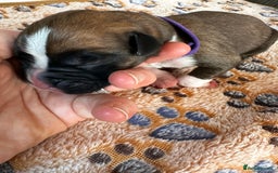 Boxer dogs for sale: Boxer Puppies KC registered  - Image 12