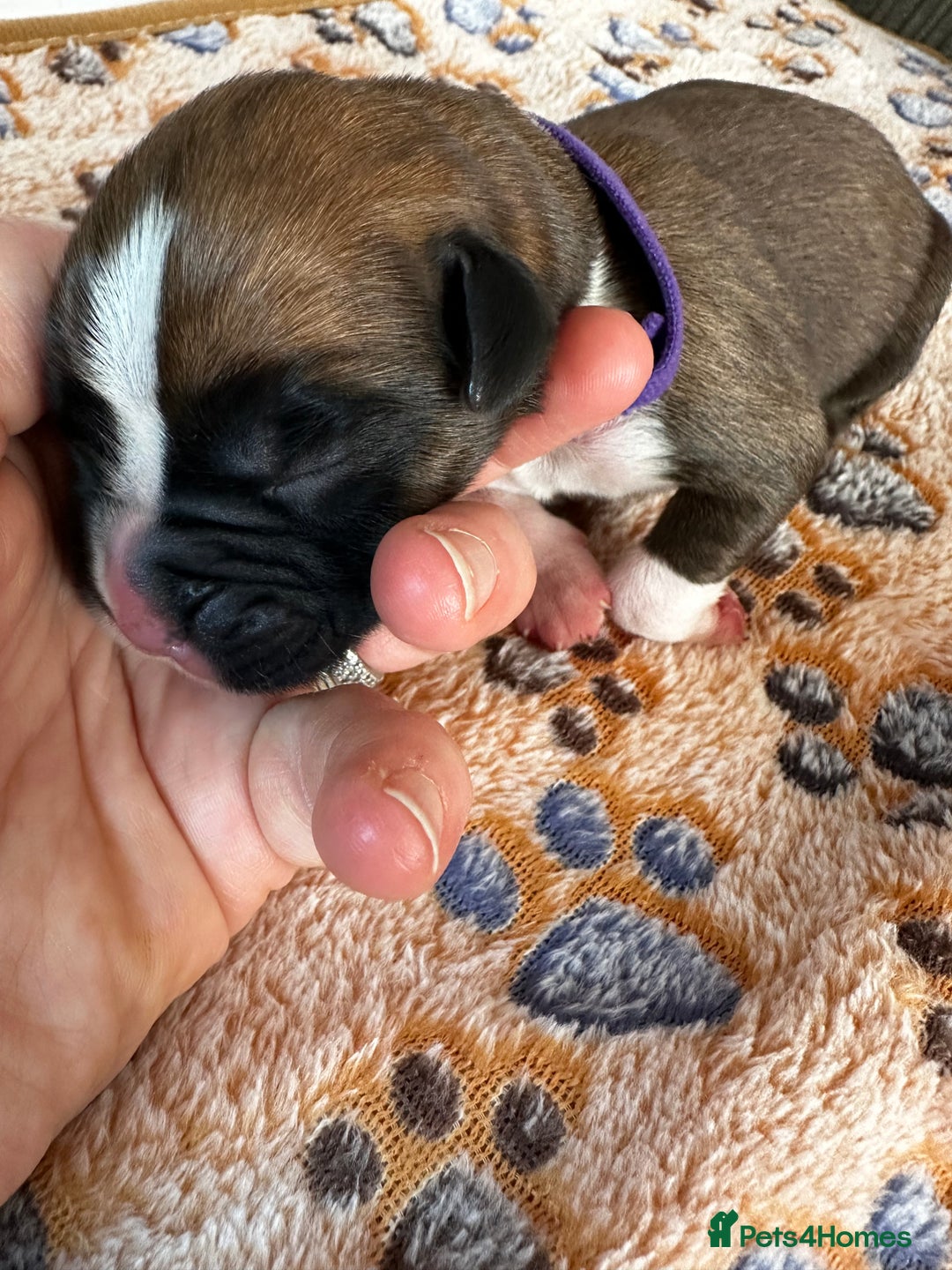Boxer dogs for sale: Boxer Puppies KC registered  - Image 12