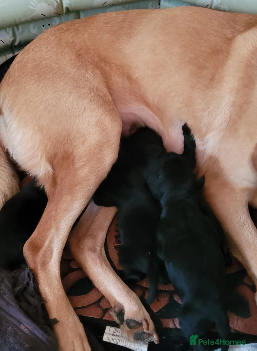 Labrador Retriever dogs for sale: KC Reg Black Labrador Puppies – Ready to Reserve - Advert 2