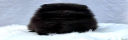 Pomeranian dogs for sale: ✨ Tiny Teddy Face Pomeranian Puppies 🐻✨ - Advert 14
