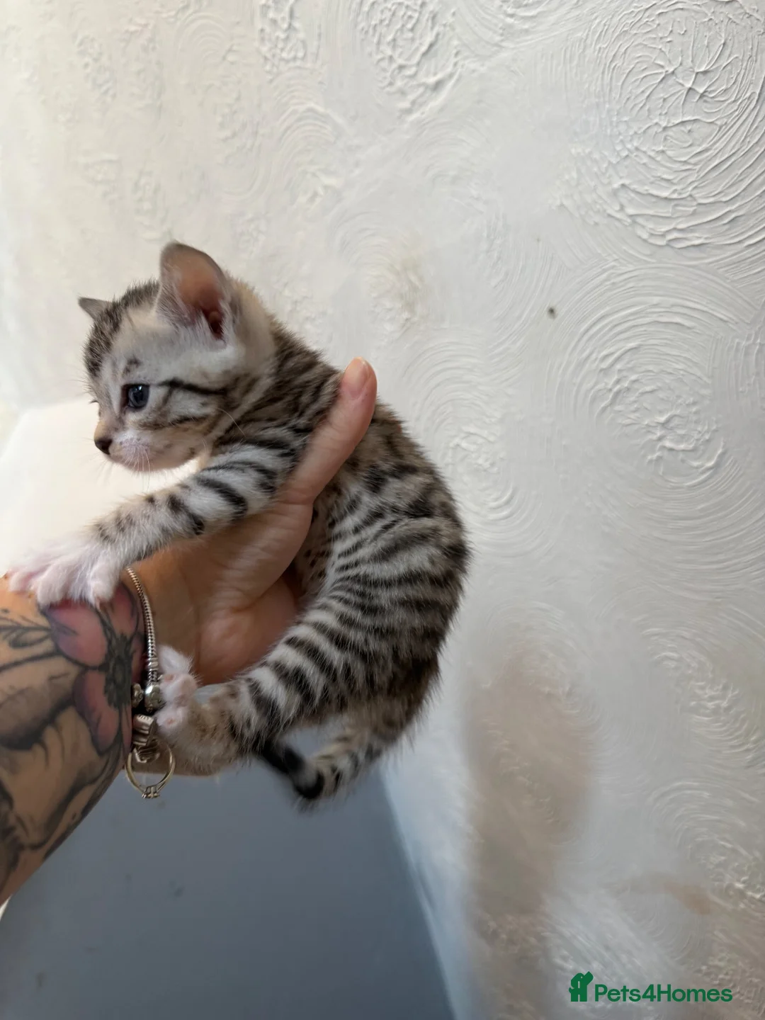 Bengal cats for sale: Bengal cross kittens - Advert 11