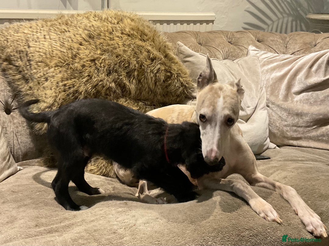 Mixed Breed dogs for sale: Whippet x Miniature Labradoodle.  - Advert 9