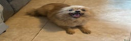 Pomeranian dogs for sale: Male pomerain boys  - Advert 3
