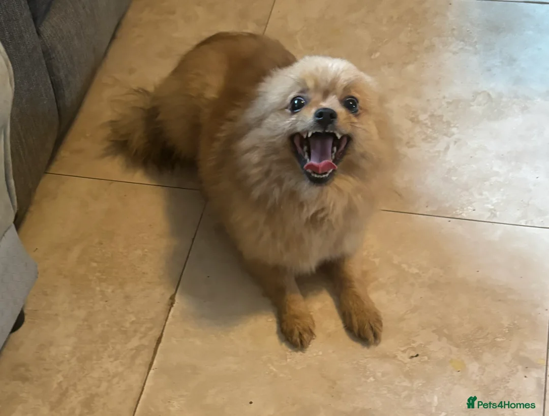 Pomeranian dogs for sale: Male pomerain boys  - Advert 3