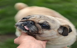 Pug dogs for adoption: 💖🐶 PEPPA 🐶💖 - Image 7