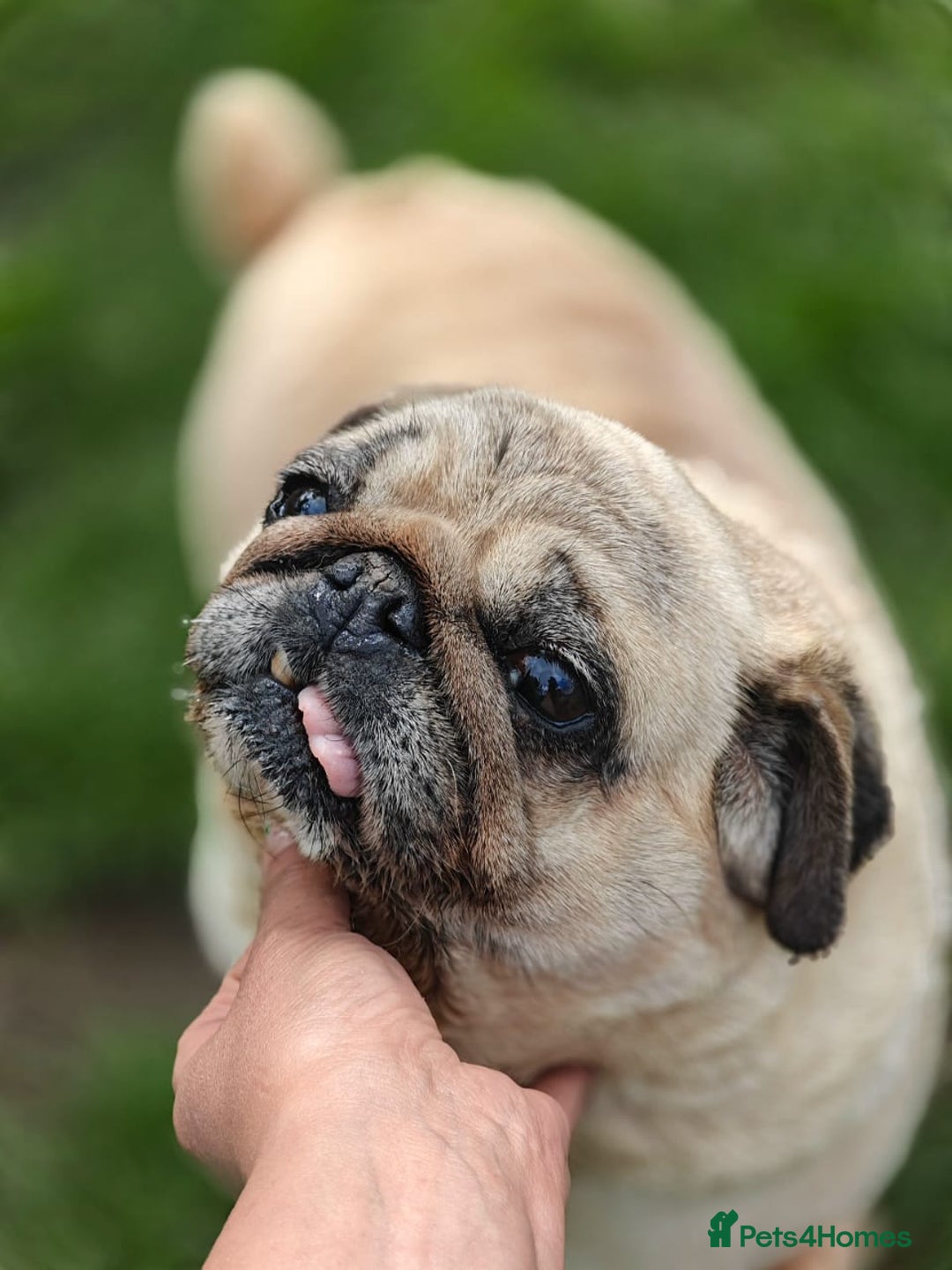 Pug dogs for adoption: 💖🐶 PEPPA 🐶💖 - Image 7