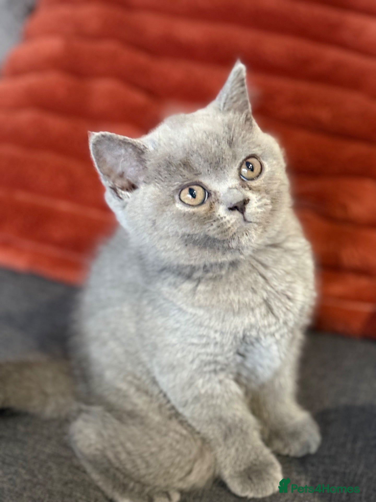 British Shorthair cats Beautiful British Shorthair Kittens Ready To Leave - Advert 2