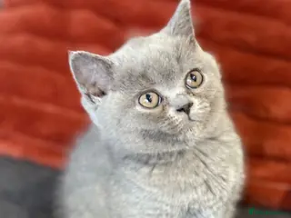 British Shorthair cats Beautiful British Shorthair Kittens Ready To Leave - Advert 2