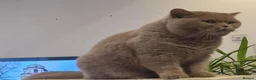 British Shorthair cats for sale: Tica Reg British Shorthair Cinamon  / White boy in Wigan - Advert 21