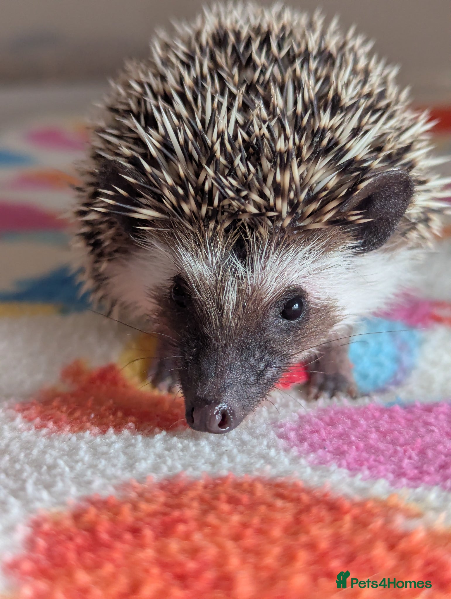 Pygmy Hedgehog rodents Stunning Hoglets Available/ Some Reduced!! - Advert 1