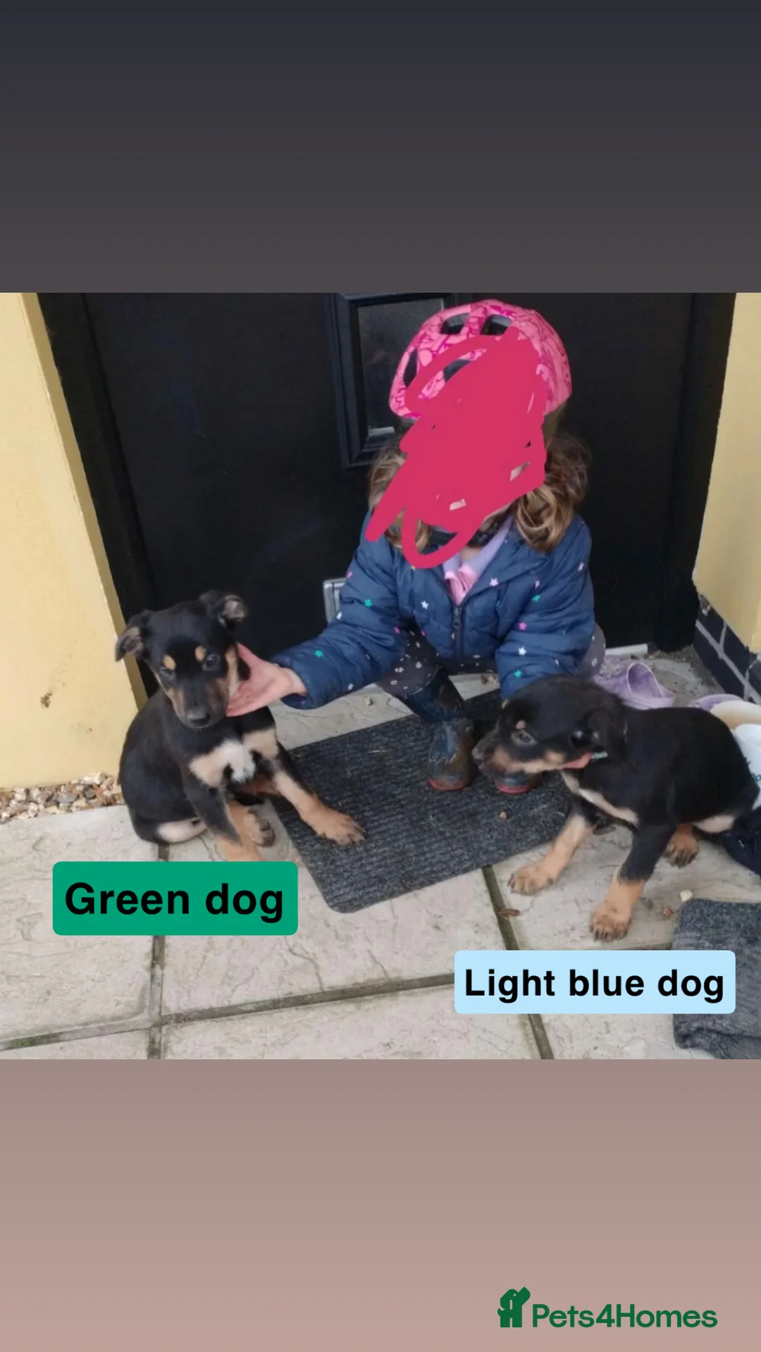 Mixed Breed dogs for sale: Kelpie x Huntaway pups  - Advert 1