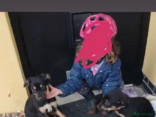 Mixed Breed dogs Kelpie x Huntaway pups - Advert 9