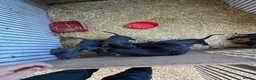 Lurcher dogs for sale: Strong litter of working lurcher pups  in Banbury - Advert 4