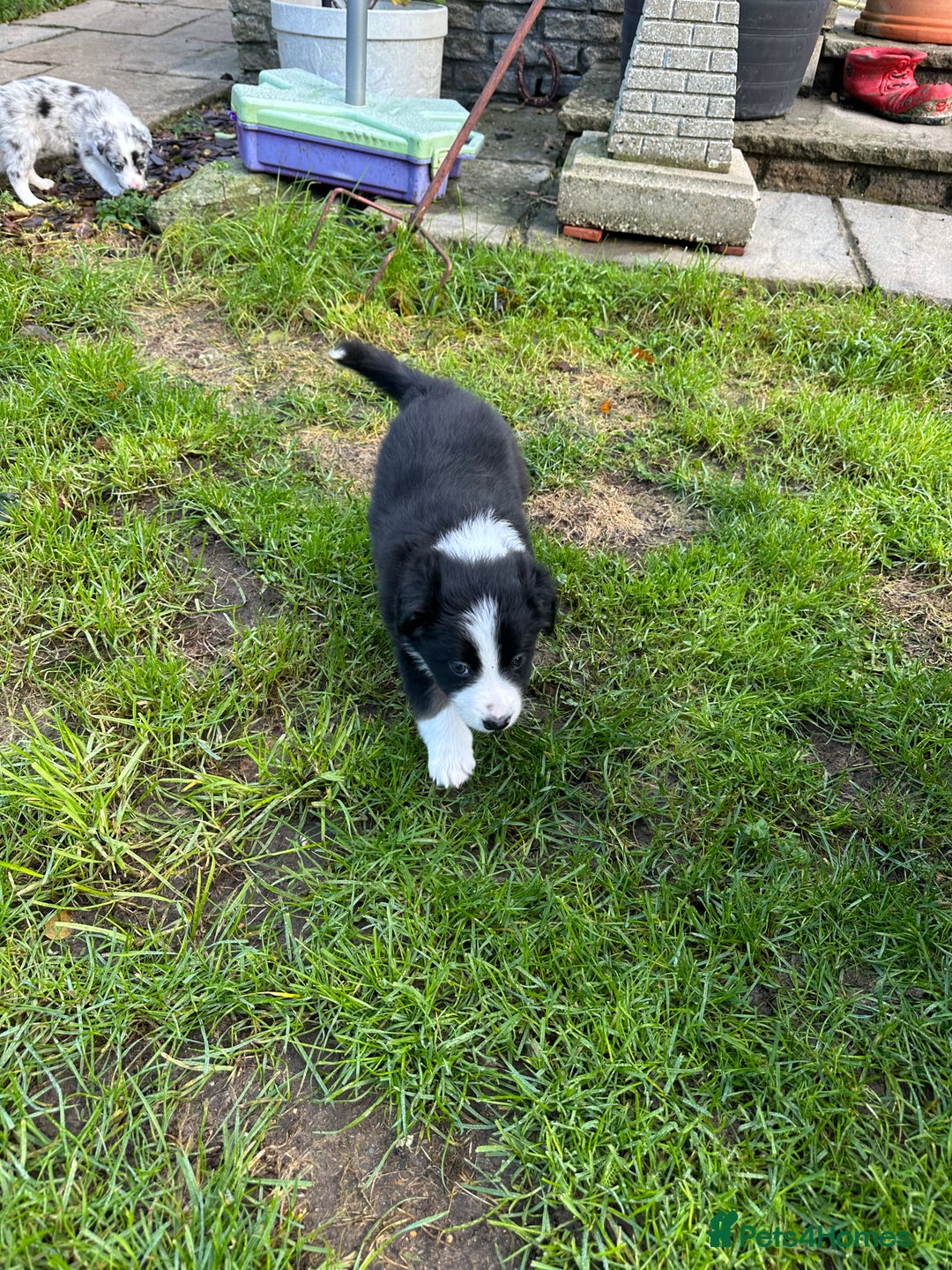 Border Collie dogs for sale: Beautiful litter of 8 border collies puppies - Advert 20