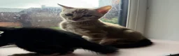 Bengal cats for sale: Rare Bengal colours - 3 Girls  - Advert 7