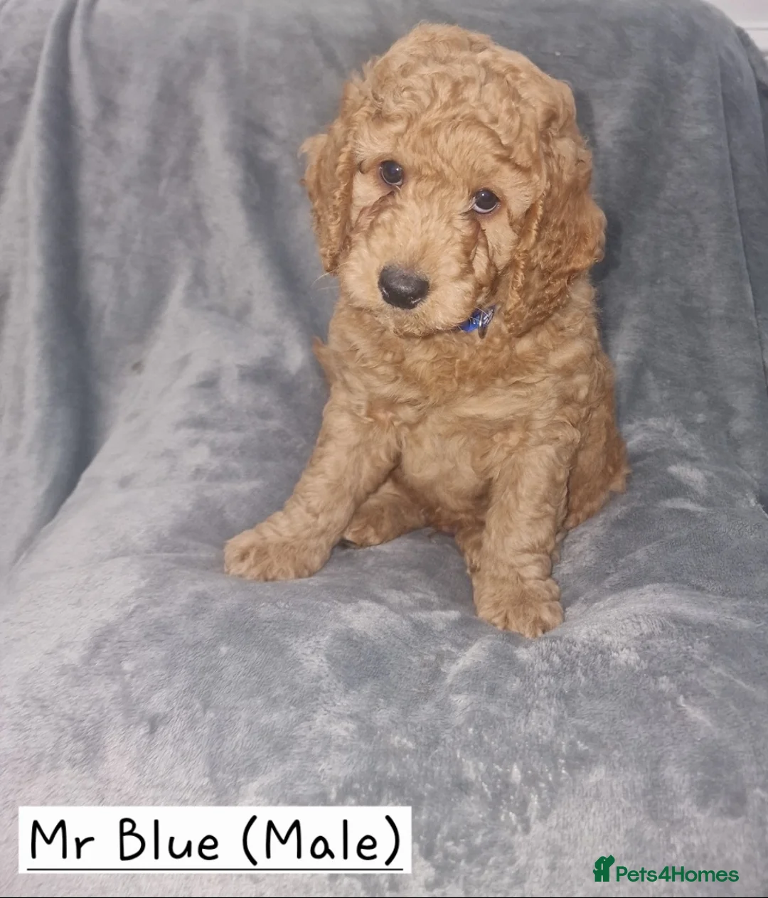 Cockapoo dogs for sale: Beautiful F1b Cockapoo Puppies For Sale 🐾 - Advert 6