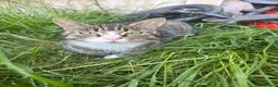 Scottish Fold cats for sale: Scottish fold/straight in Morecambe - Advert 3