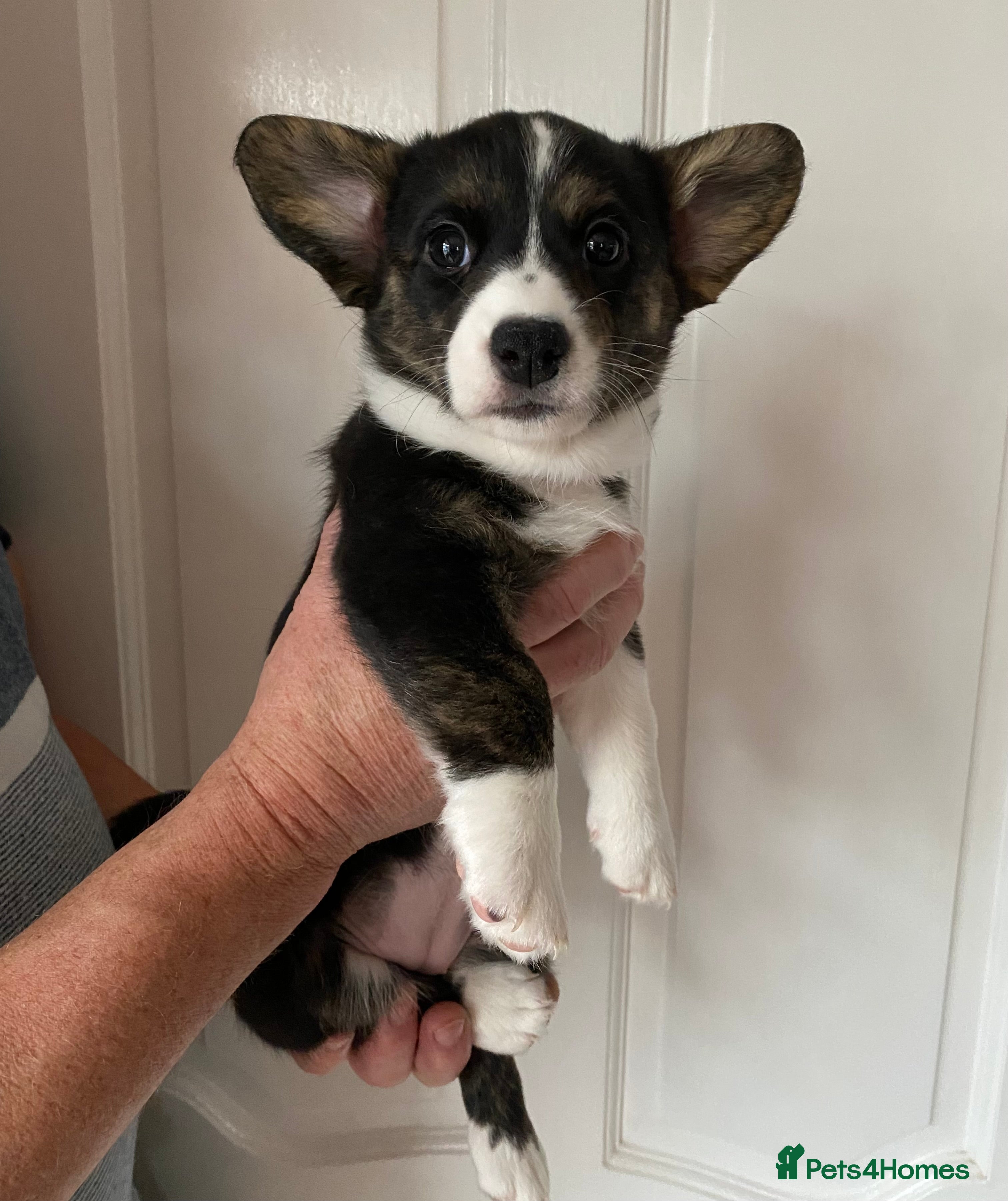 Welsh Corgi Cardigan dogs WELSH CARDIGAN CORGIS BY 5⭐️ LICENSED BREEDER - Advert 3