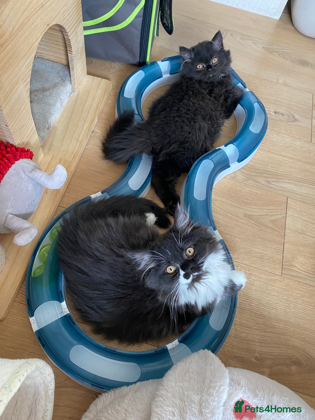 British Longhair cats for sale: Champion line kittens - Image 7